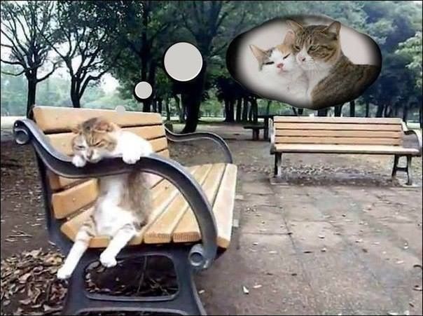 your kitty misses you